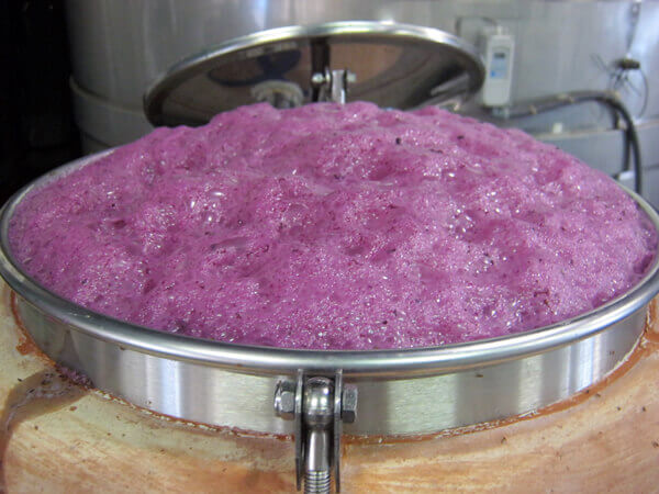 Fermentation taking place in an amphora.