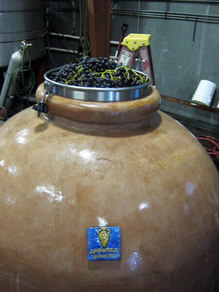 Amphora filled with fresh grapes ready for a 'punchdown'.